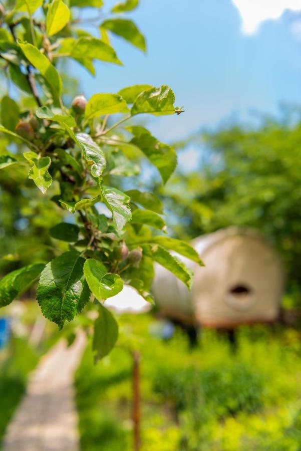 Dragonfly Gardens - The Wagons Hotel Brasov Ngoại thất bức ảnh